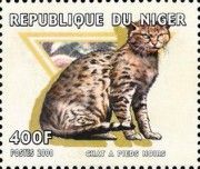 Chat a pieds noirs