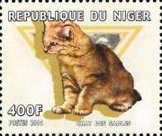 Chat des sables