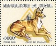 Chien du pharaon.