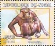 Chimpanzee.