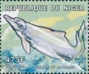 Atlantic Humpbacked Dolphin (Sousa teuszii)