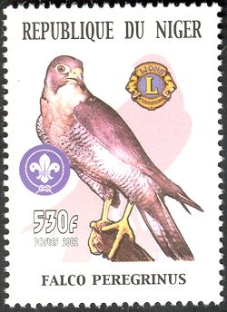 Peregrine Falcon (Falco peregrinus)