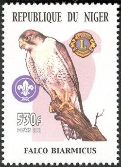 Lanner Falcon (Falco biarmicus)