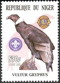 Andean Condor (Vultur gryphus)