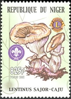 Lentinus Sajor-Caju