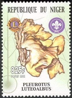 Pleurotus Luteoalbus