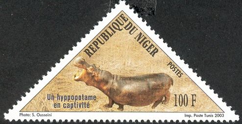 Hippopotamus (Hippopotamus amphibius)