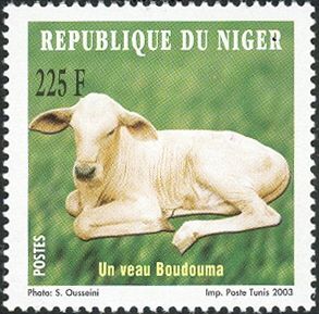 Boudouma Cattle (Bos primigenius taurus) - Juvenile