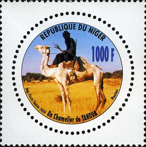 Man on Dromedary (Camelus dromedarius)