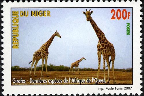 Giraffe (Giraffa camelopardalis)