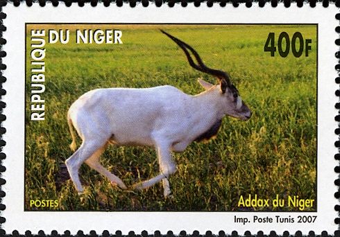 Addax (Addax nasomaculatus)