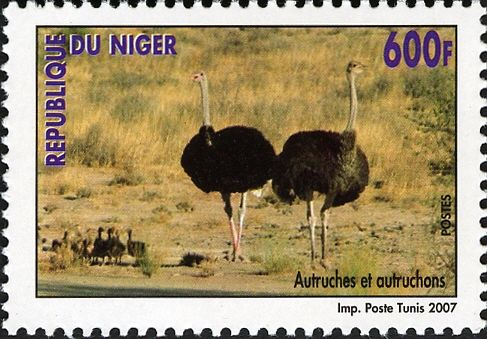 Ostrich (Struthio camelus) with Juvenile