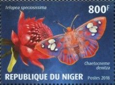 Telopea speciosissima, Chaetocneme denitza