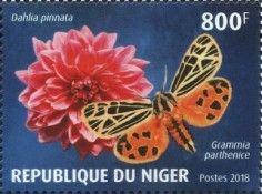Dahlia pinnata, Grammia parthenice