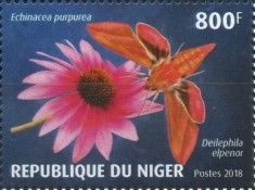 Echinacea purpurea, Deilephila elpenor