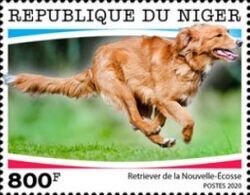 Retrevier de la Nouvelle-Ecosse