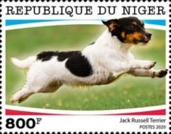 Jack Russell Terrier