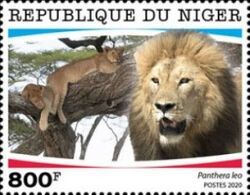 Panthera leo