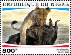 Panthera leo