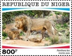 Panthera leo