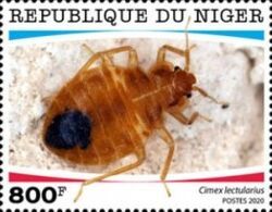 Bed Bug (Cimex lectularius)