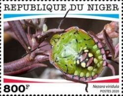 Southern Green Shield Bug (Nezara viridula)
