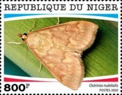 European corn Borer (Ostrinia nubilalis)