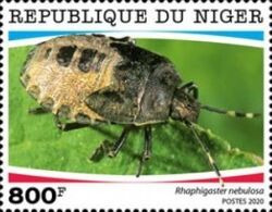Mottled Shieldbug (Rhaphigaster nebulosa)