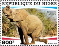Loxodonta africana