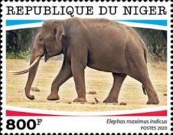 Elephas maximus indicus