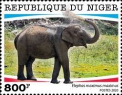Elephas maximus maximus