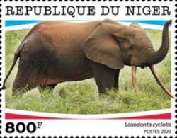 Loxodonta cyclotis