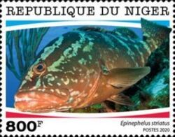 Ephinephelus striatus