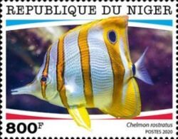 Copperband Butterflyfish (Chelmon rostratus)