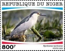 Nycticorax nycticorax