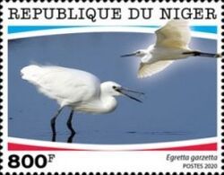 Egretta garzetta
