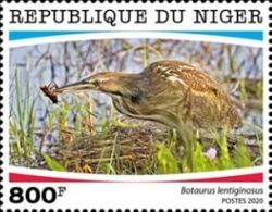 American Bittern (Botaurus lentiginosus)
