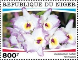 Dendrobium nobile