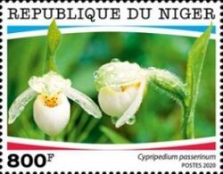 Cypripedium passerinum