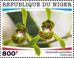 Oeceoclades spathulifera