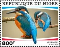 Alcedo atthis