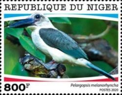 Great-billed Kingfisher (Pelargopsis melanorhyncha)
