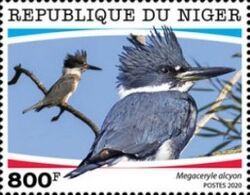 Megaceryle alcyon