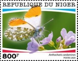 Anthocharis cardamines