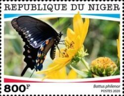 Pipevine Swallowtail (Battus philenor)