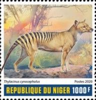 Thylacinus cynacephalus
