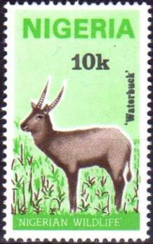 Waterbuck (Kobus ellipsiprymnus)