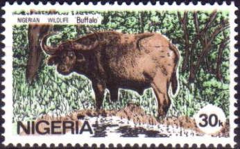 African Buffalo (Syncerus caffer)