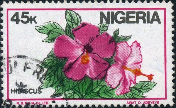 Hibiscus