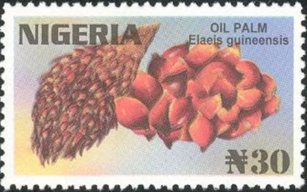 Oil Palm